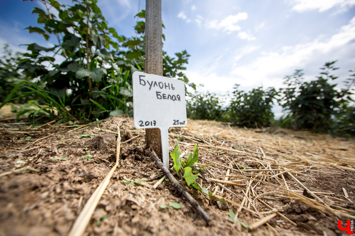 В Юрьев-Польском районе реализуется уникальный проект “Малина в шоке”. Владимирский хлебокомбинат планирует выращивать ягоды в промышленных масштабах