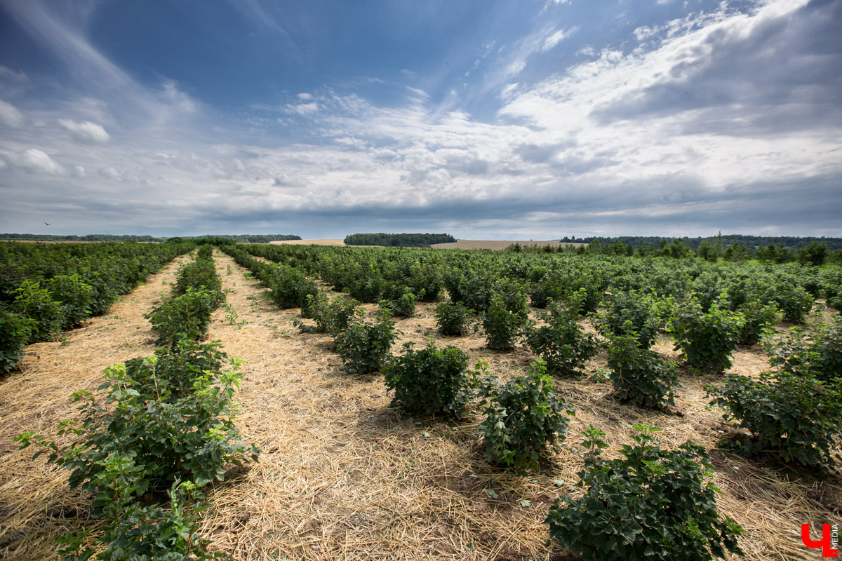 В Юрьев-Польском районе реализуется уникальный проект “Малина в шоке”. Владимирский хлебокомбинат планирует выращивать ягоды в промышленных масштабах