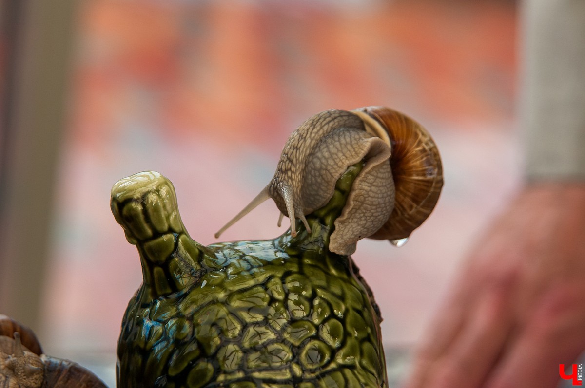 Владимирцы съездили на закрытие фестиваля воздухоплавания в Переславль-Залесский. Там они покатались на воздушном шаре и послушали группу «Братья Грим».
