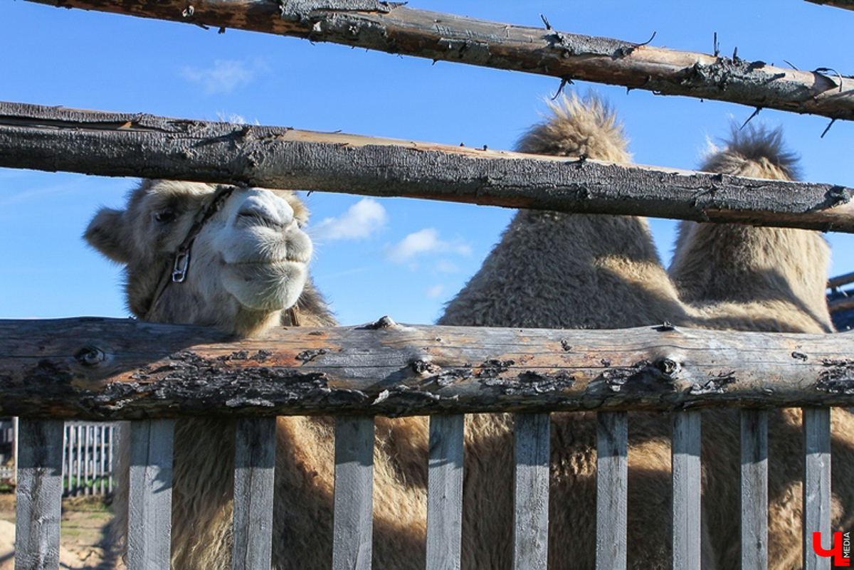 Летние рабочие будни никто не отменял, но выходные остаются теми заветными днями, когда можно всей семьей рвануть за город! Мы собрали для вас пять проверенных и интересных локаций, находящихся во Владимирской и Рязанской областях, куда обязательно стоит заглянуть