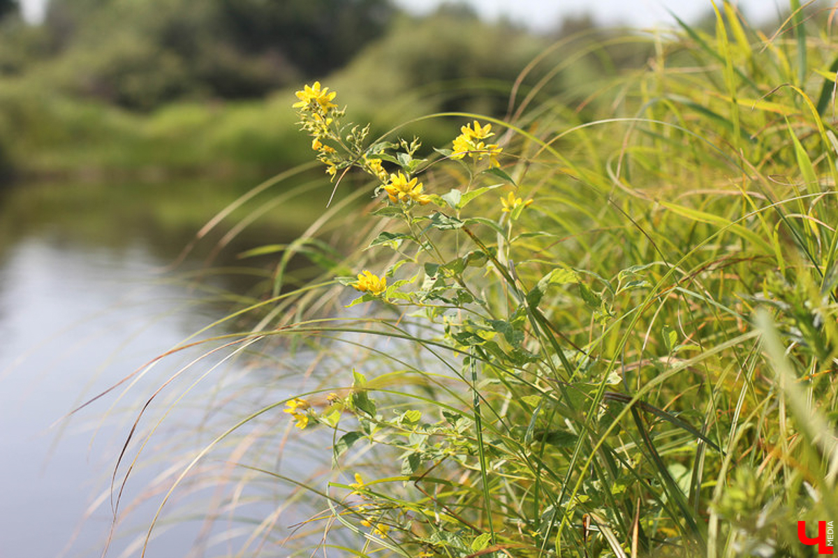 Летние рабочие будни никто не отменял, но выходные остаются теми заветными днями, когда можно всей семьей рвануть за город! Мы собрали для вас пять проверенных и интересных локаций, находящихся во Владимирской и Рязанской областях, куда обязательно стоит заглянуть