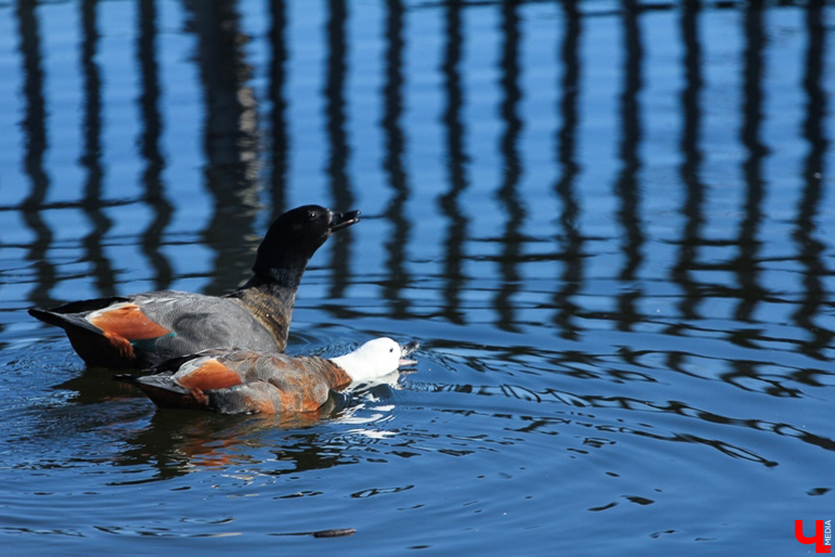 Летние рабочие будни никто не отменял, но выходные остаются теми заветными днями, когда можно всей семьей рвануть за город! Мы собрали для вас пять проверенных и интересных локаций, находящихся во Владимирской и Рязанской областях, куда обязательно стоит заглянуть