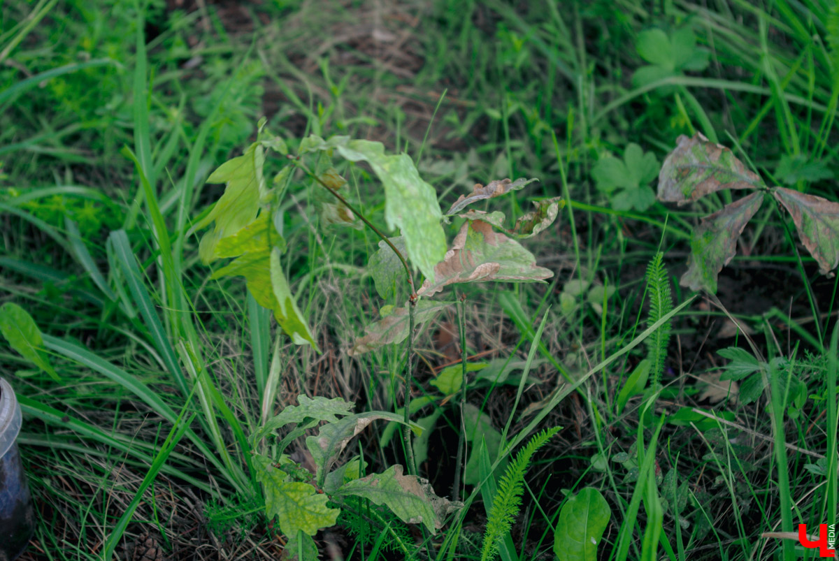 Велопутешественник Дмитрий Петров начал сажать дубы еще в 9 классе. С тех пор высадил в грунт больше 200 саженцев деревьев