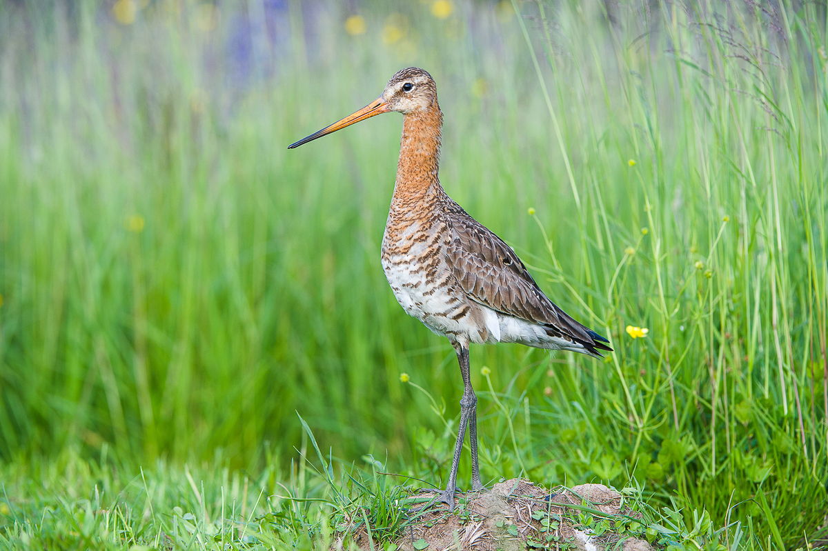 Алексей Сумников - фотограф-анималист из Киржача. Его работа недавно взорвала интернет, видео из гнезда черного коршуна стало вирусным. И мы попросили Алексея показать и другие крутые кадры из портфолио