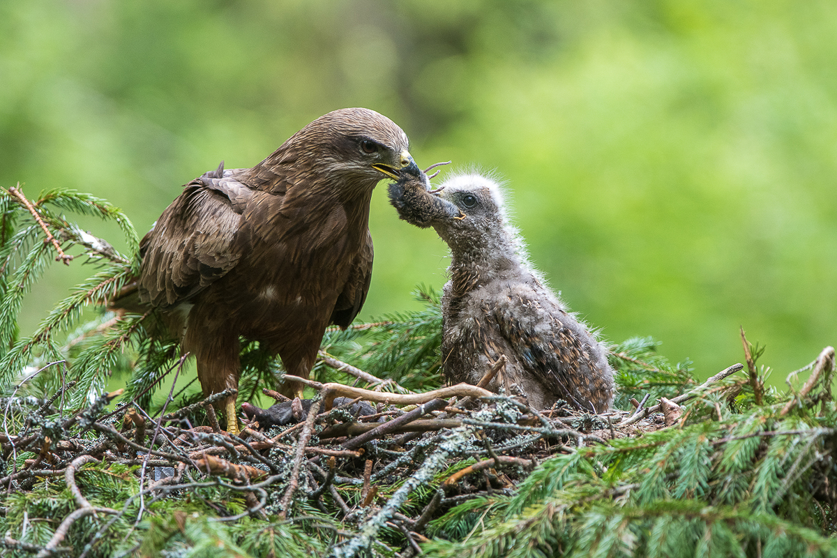 Алексей Сумников - фотограф-анималист из Киржача. Его работа недавно взорвала интернет, видео из гнезда черного коршуна стало вирусным. И мы попросили Алексея показать и другие крутые кадры из портфолио
