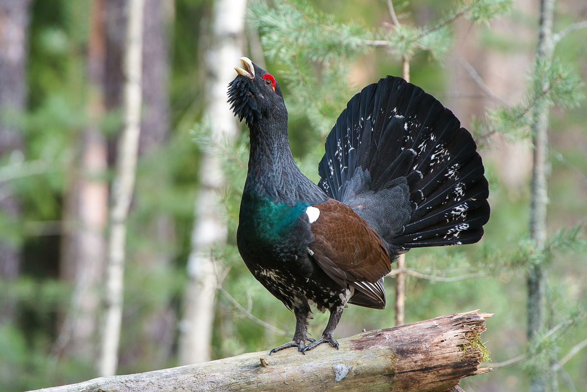 Алексей Сумников - фотограф-анималист из Киржача. Его работа недавно взорвала интернет, видео из гнезда черного коршуна стало вирусным. И мы попросили Алексея показать и другие крутые кадры из портфолио