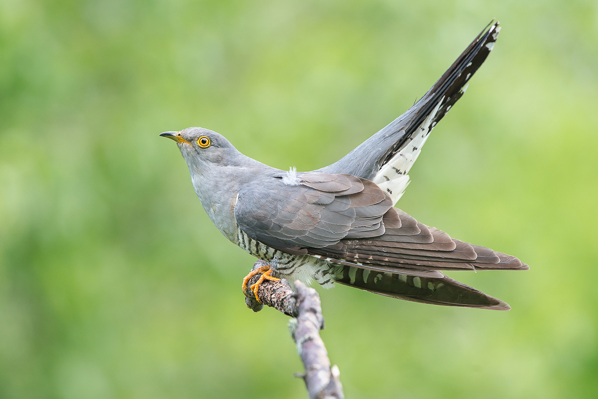 Алексей Сумников - фотограф-анималист из Киржача. Его работа недавно взорвала интернет, видео из гнезда черного коршуна стало вирусным. И мы попросили Алексея показать и другие крутые кадры из портфолио