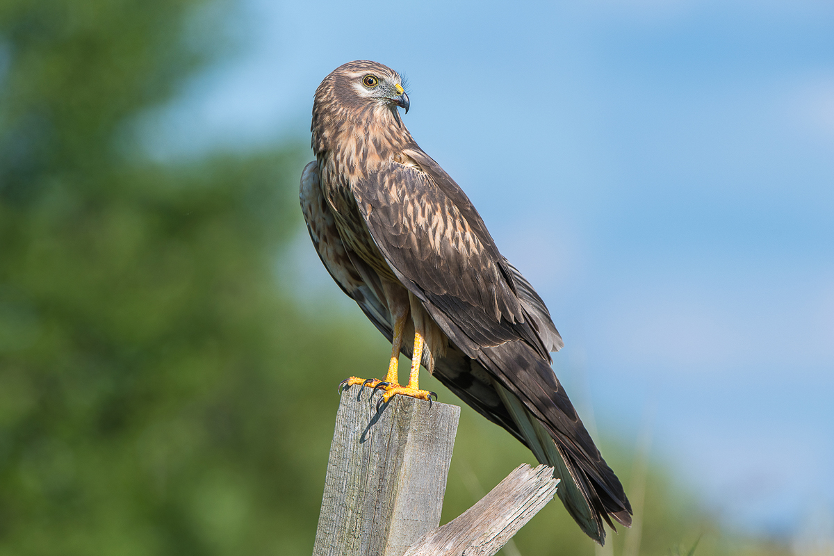 Алексей Сумников - фотограф-анималист из Киржача. Его работа недавно взорвала интернет, видео из гнезда черного коршуна стало вирусным. И мы попросили Алексея показать и другие крутые кадры из портфолио