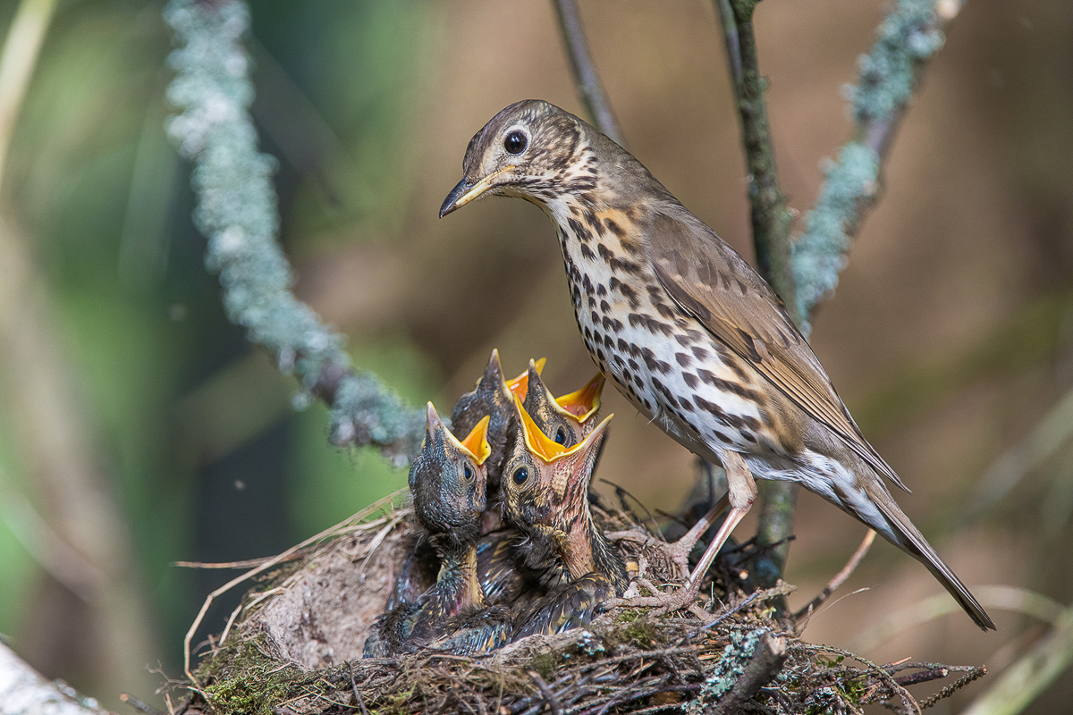 Алексей Сумников - фотограф-анималист из Киржача. Его работа недавно взорвала интернет, видео из гнезда черного коршуна стало вирусным. И мы попросили Алексея показать и другие крутые кадры из портфолио