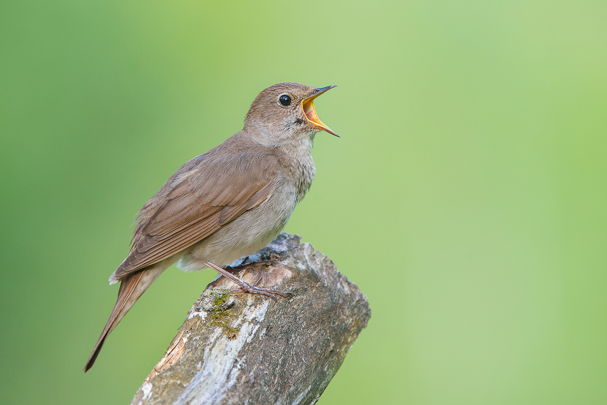 Алексей Сумников - фотограф-анималист из Киржача. Его работа недавно взорвала интернет, видео из гнезда черного коршуна стало вирусным. И мы попросили Алексея показать и другие крутые кадры из портфолио