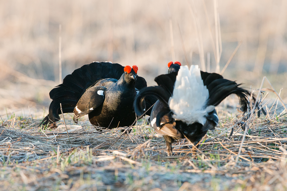 Алексей Сумников - фотограф-анималист из Киржача. Его работа недавно взорвала интернет, видео из гнезда черного коршуна стало вирусным. И мы попросили Алексея показать и другие крутые кадры из портфолио