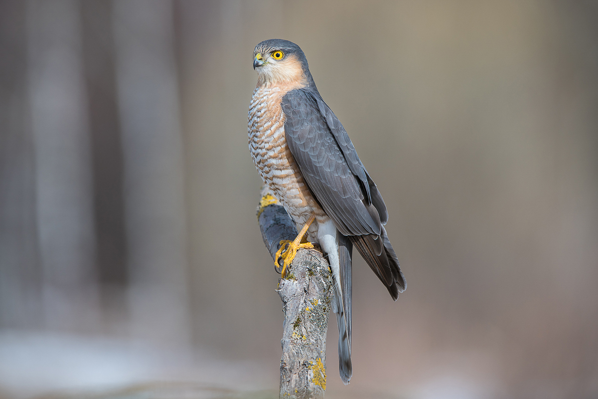 Алексей Сумников - фотограф-анималист из Киржача. Его работа недавно взорвала интернет, видео из гнезда черного коршуна стало вирусным. И мы попросили Алексея показать и другие крутые кадры из портфолио