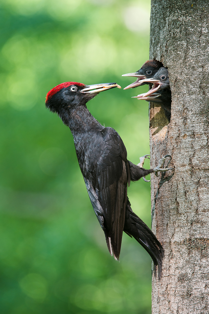 Алексей Сумников - фотограф-анималист из Киржача. Его работа недавно взорвала интернет, видео из гнезда черного коршуна стало вирусным. И мы попросили Алексея показать и другие крутые кадры из портфолио