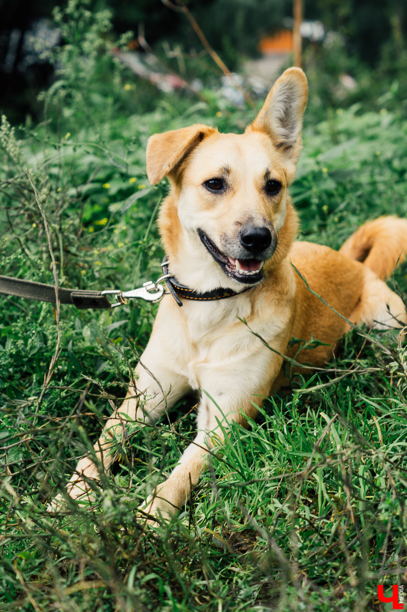 Владимирцы регулярно устраивают выгулы питомцев приюта “Валента”. Присоединиться к инициативной группе может любой желающий