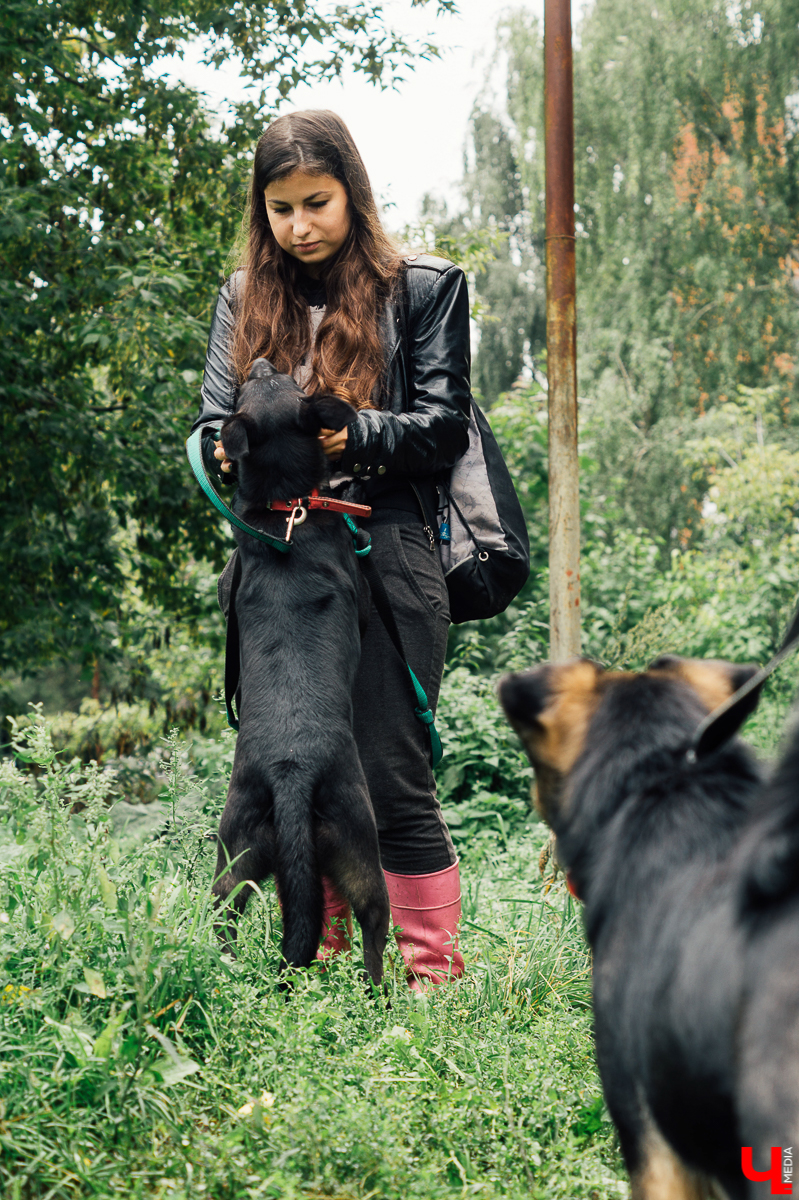 Владимирцы регулярно устраивают выгулы питомцев приюта “Валента”. Присоединиться к инициативной группе может любой желающий