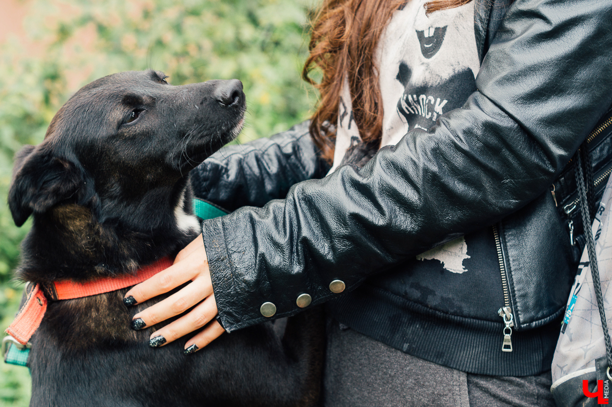 Владимирцы регулярно устраивают выгулы питомцев приюта “Валента”. Присоединиться к инициативной группе может любой желающий