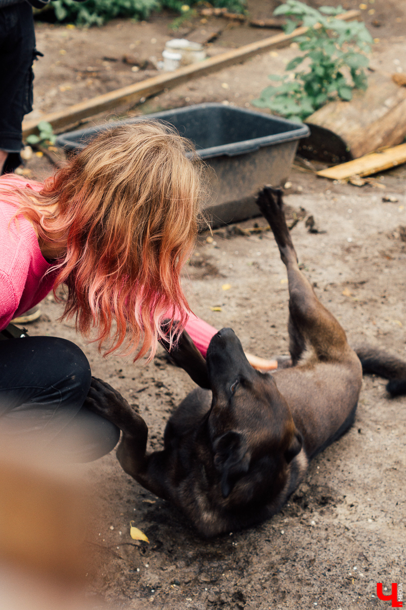 Владимирцы регулярно устраивают выгулы питомцев приюта “Валента”. Присоединиться к инициативной группе может любой желающий