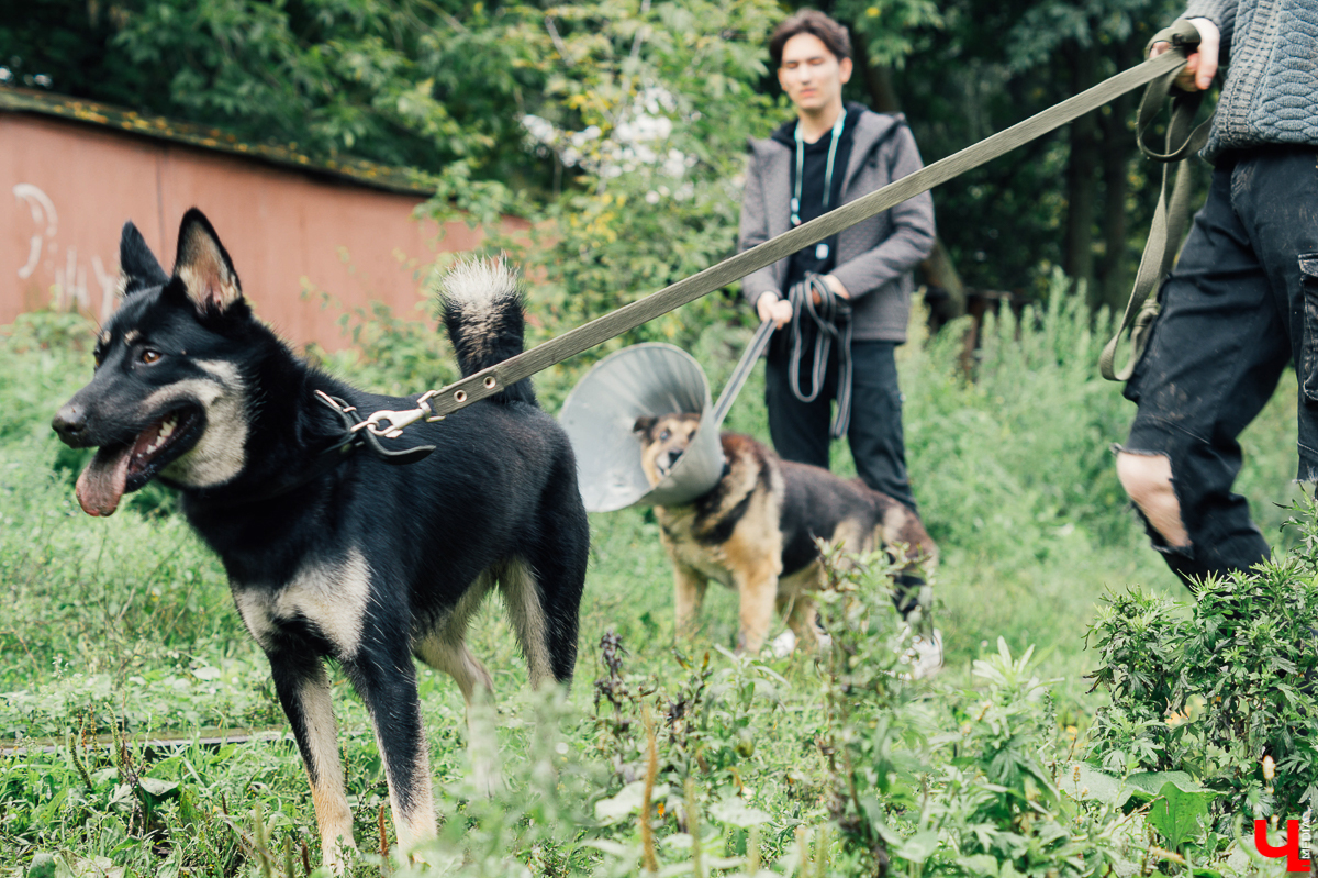Владимирцы регулярно устраивают выгулы питомцев приюта “Валента”. Присоединиться к инициативной группе может любой желающий