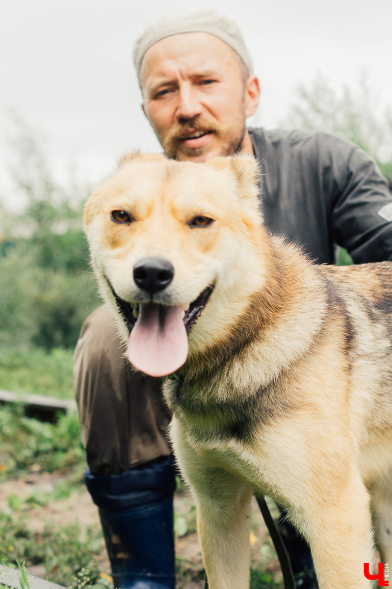 Владимирцы регулярно устраивают выгулы питомцев приюта “Валента”. Присоединиться к инициативной группе может любой желающий