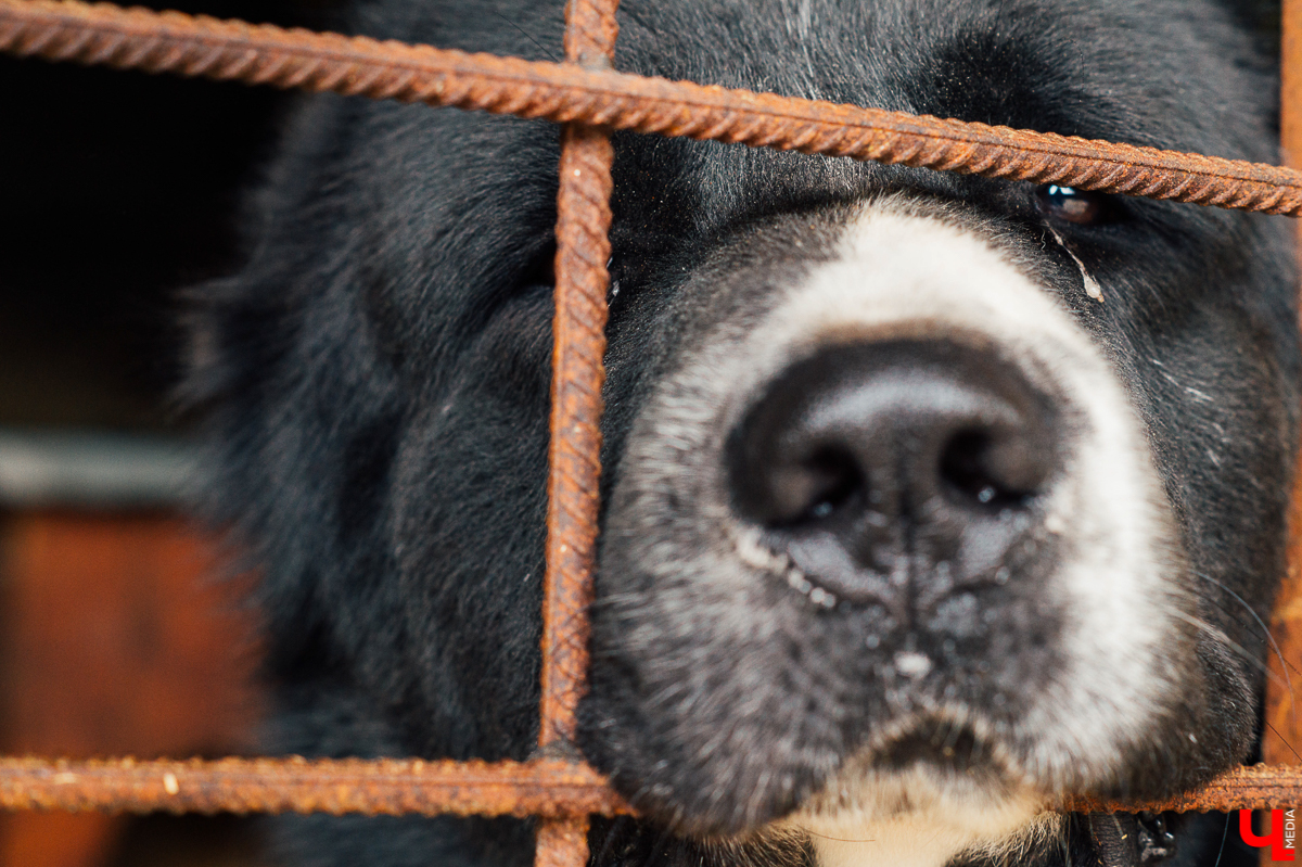 Владимирцы регулярно устраивают выгулы питомцев приюта “Валента”. Присоединиться к инициативной группе может любой желающий