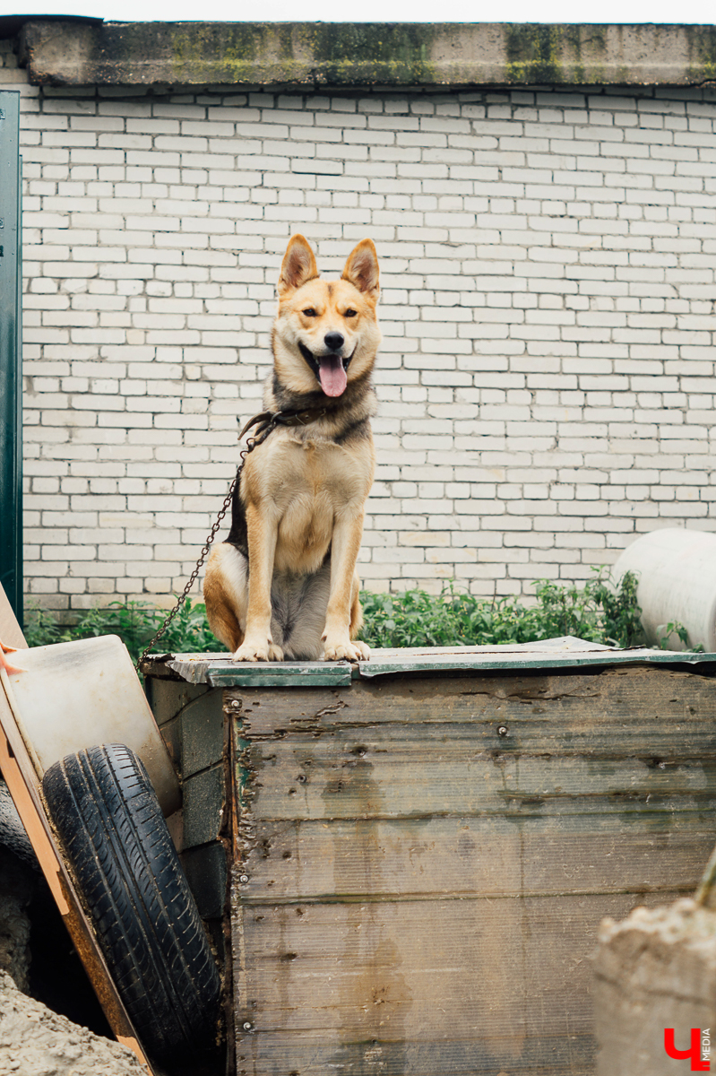 Владимирцы регулярно устраивают выгулы питомцев приюта “Валента”. Присоединиться к инициативной группе может любой желающий