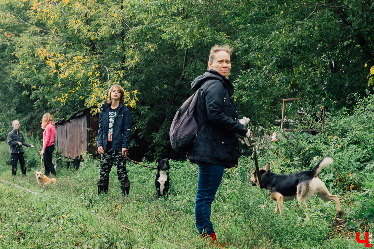 Владимирцы регулярно устраивают выгулы питомцев приюта “Валента”. Присоединиться к инициативной группе может любой желающий