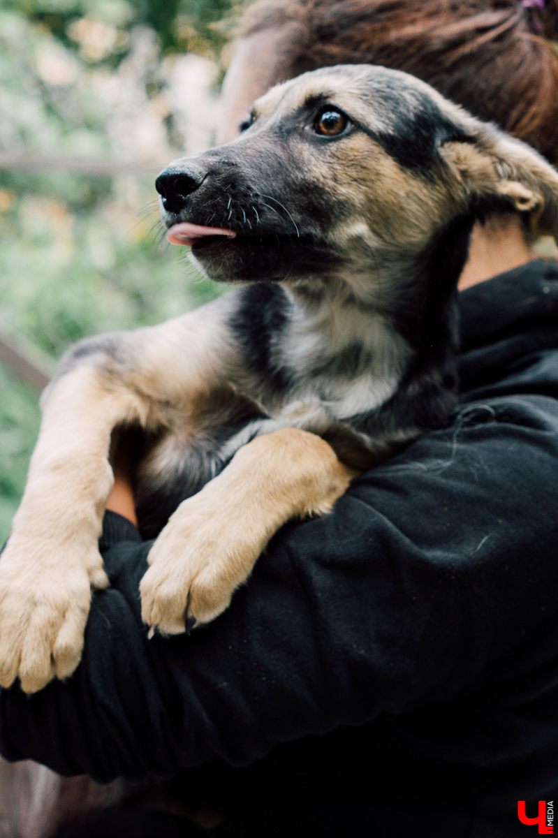 Весной во Владимире начал функционировать мини-приют «Натали» для передержки животных. Основатель и волонтеры берут с улицы всеми забытых щенков, чтобы те не сбивались в стаи и не нападали на людей.