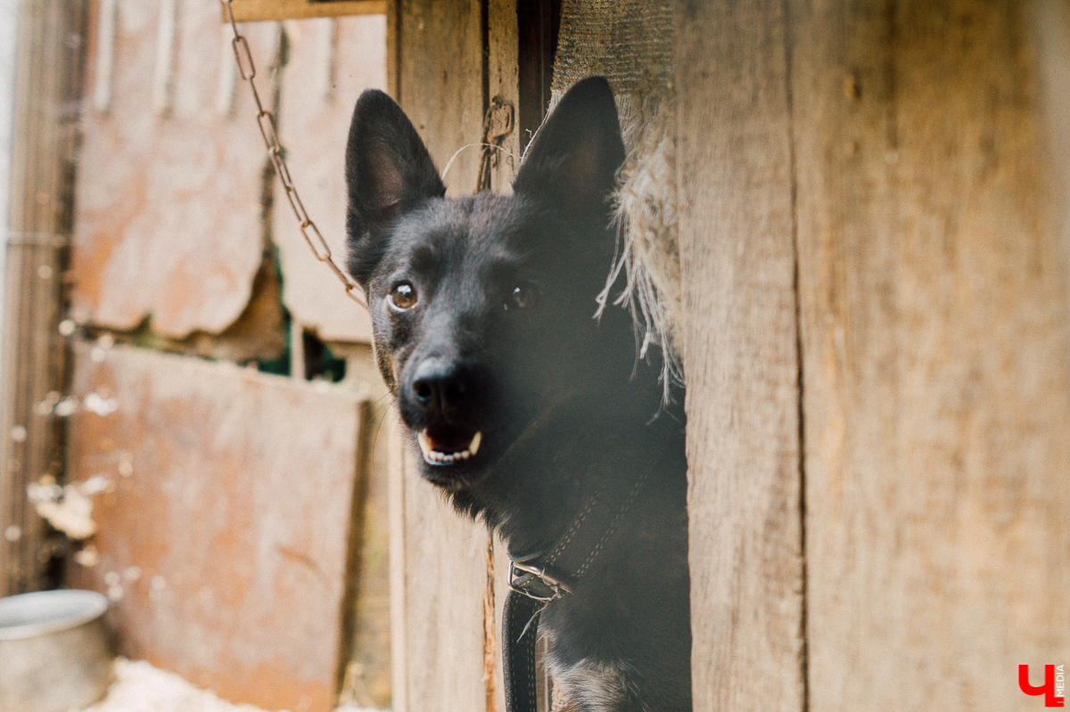 Весной во Владимире начал функционировать мини-приют «Натали» для передержки животных. Основатель и волонтеры берут с улицы всеми забытых щенков, чтобы те не сбивались в стаи и не нападали на людей.