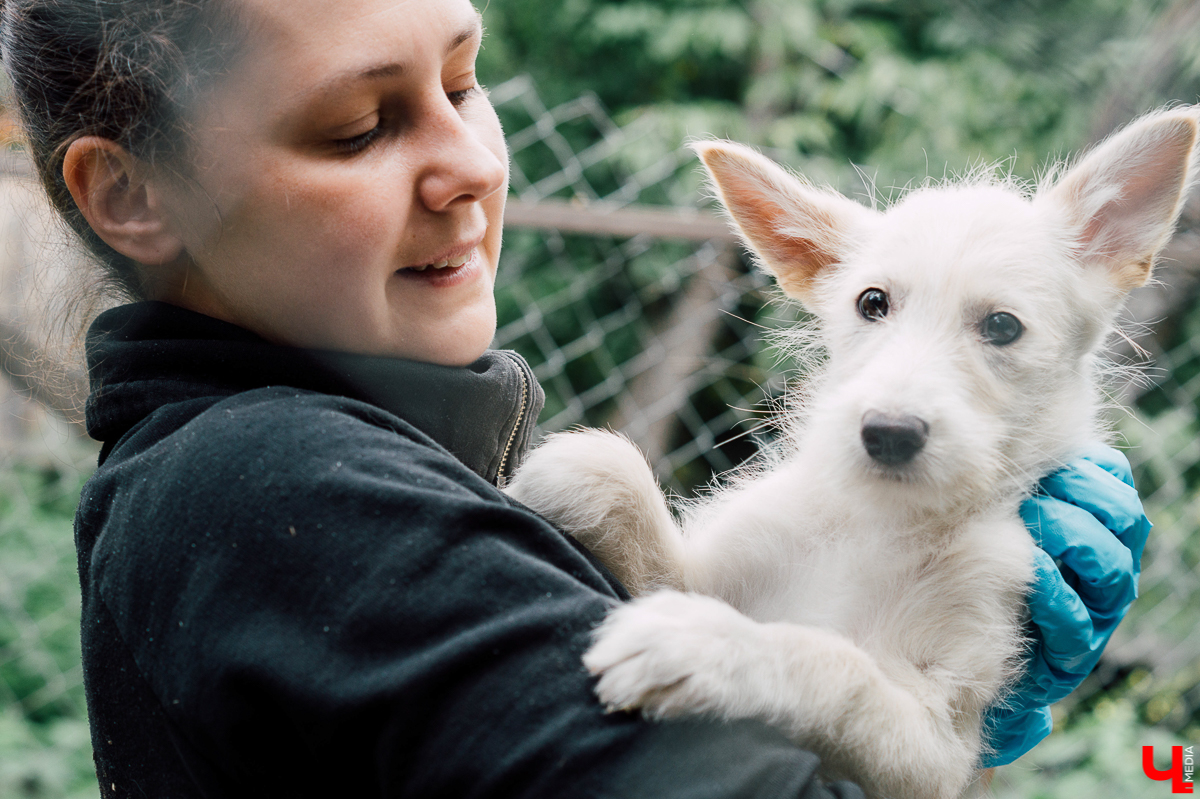 Весной во Владимире начал функционировать мини-приют «Натали» для передержки животных. Основатель и волонтеры берут с улицы всеми забытых щенков, чтобы те не сбивались в стаи и не нападали на людей.