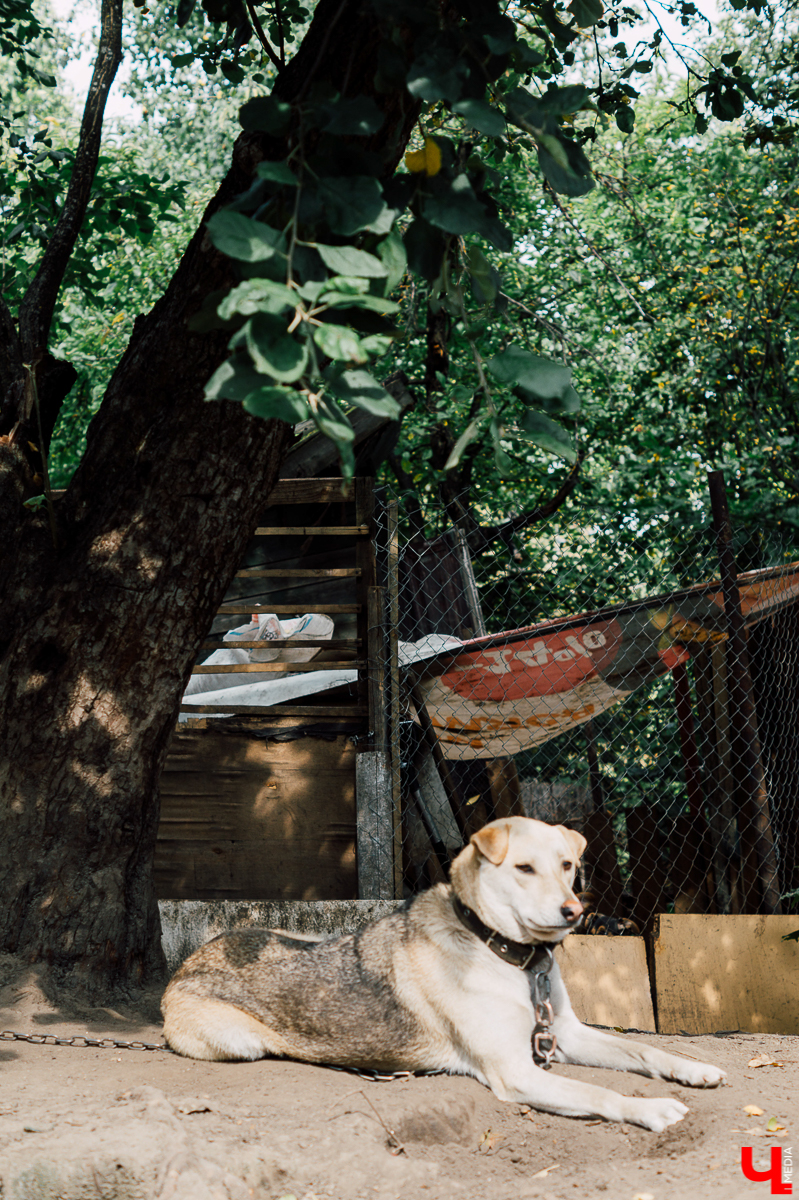 Весной во Владимире начал функционировать мини-приют «Натали» для передержки животных. Основатель и волонтеры берут с улицы всеми забытых щенков, чтобы те не сбивались в стаи и не нападали на людей.