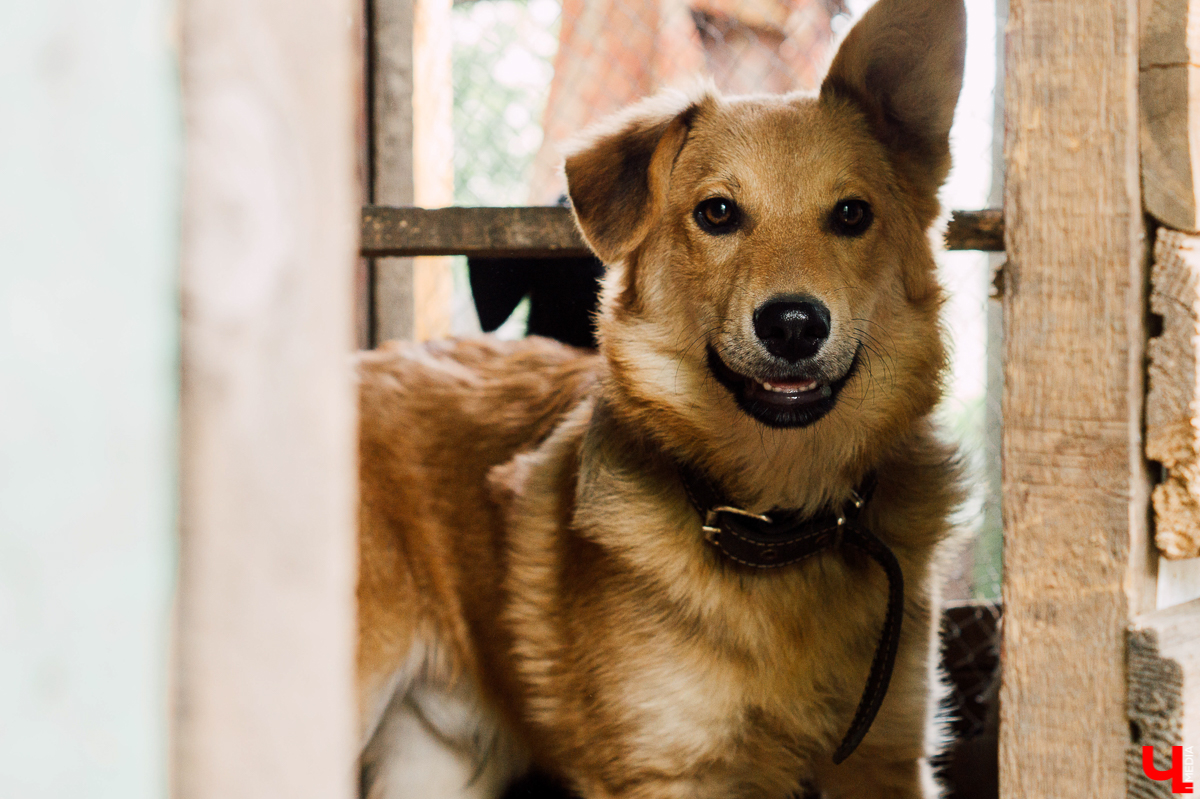 Весной во Владимире начал функционировать мини-приют «Натали» для передержки животных. Основатель и волонтеры берут с улицы всеми забытых щенков, чтобы те не сбивались в стаи и не нападали на людей.