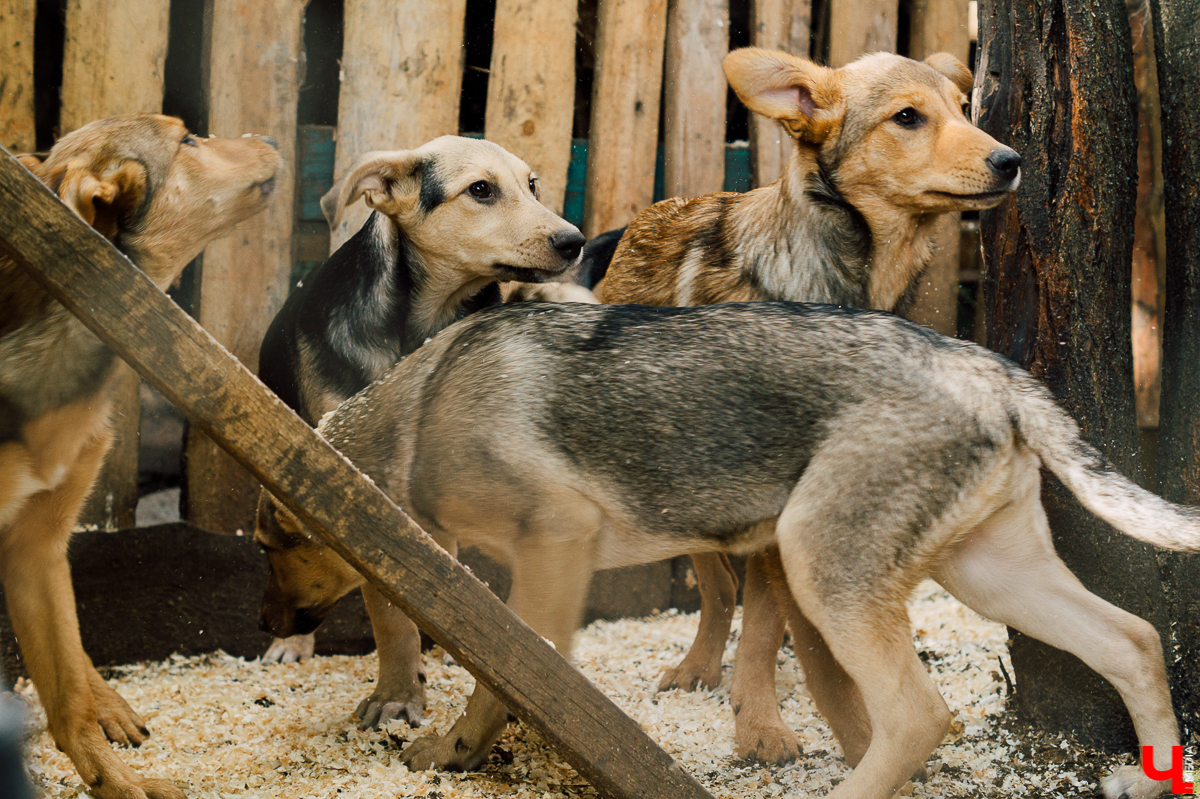Весной во Владимире начал функционировать мини-приют «Натали» для передержки животных. Основатель и волонтеры берут с улицы всеми забытых щенков, чтобы те не сбивались в стаи и не нападали на людей.