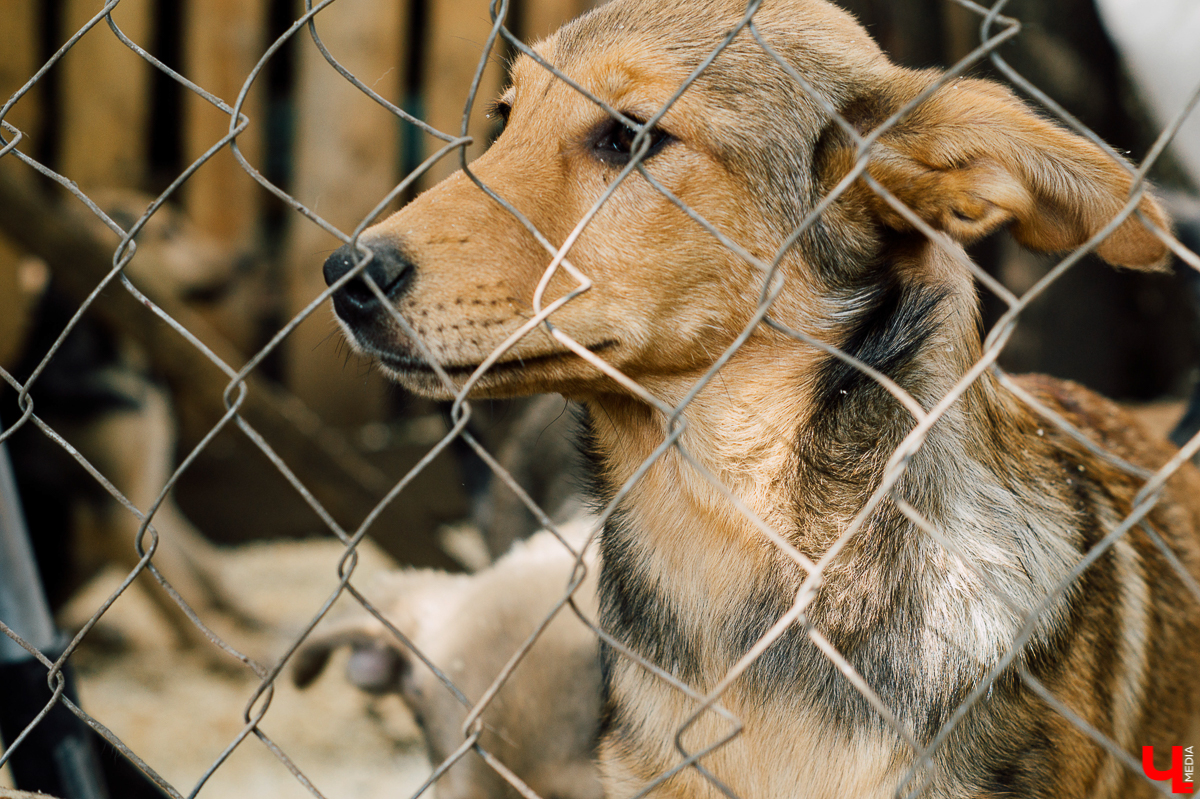 Весной во Владимире начал функционировать мини-приют «Натали» для передержки животных. Основатель и волонтеры берут с улицы всеми забытых щенков, чтобы те не сбивались в стаи и не нападали на людей.