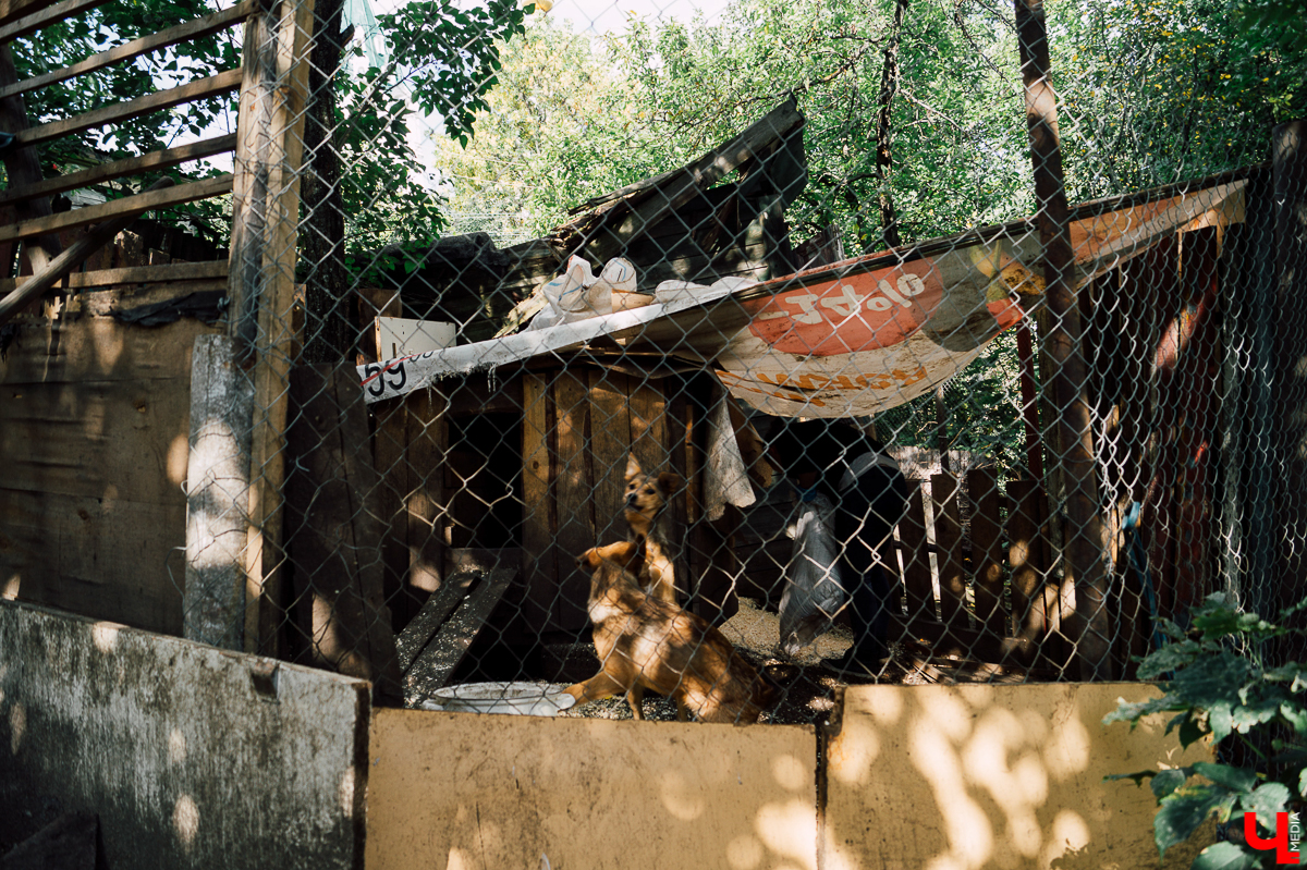 Весной во Владимире начал функционировать мини-приют «Натали» для передержки животных. Основатель и волонтеры берут с улицы всеми забытых щенков, чтобы те не сбивались в стаи и не нападали на людей.