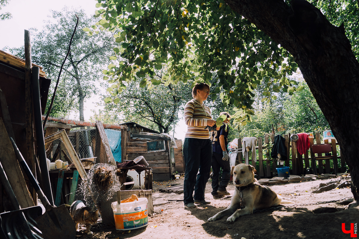 Весной во Владимире начал функционировать мини-приют «Натали» для передержки животных. Основатель и волонтеры берут с улицы всеми забытых щенков, чтобы те не сбивались в стаи и не нападали на людей.