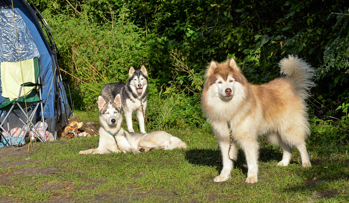 Турнир «Зов предков» стал таким же звездным для Владимира Морыганова и его хаски Оскара, как предыдущий «ДРАЙФЕСТ. Осень 2019». Это уже второе золото тандема по байк-джорингу в сезоне