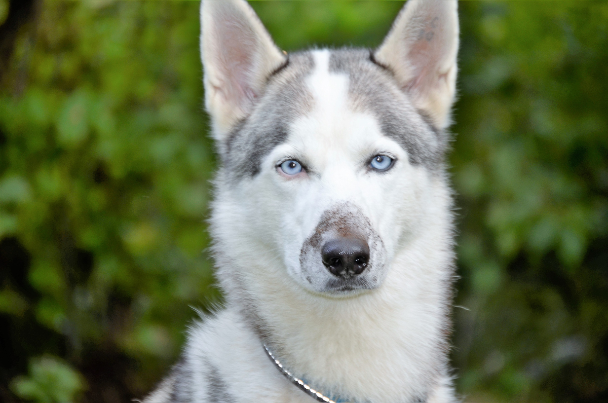 Турнир «Зов предков» стал таким же звездным для Владимира Морыганова и его хаски Оскара, как предыдущий «ДРАЙФЕСТ. Осень 2019». Это уже второе золото тандема по байк-джорингу в сезоне