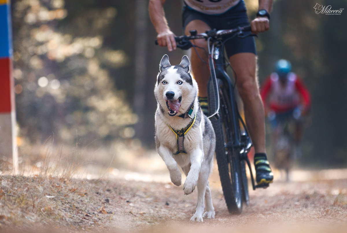 Турнир «Зов предков» стал таким же звездным для Владимира Морыганова и его хаски Оскара, как предыдущий «ДРАЙФЕСТ. Осень 2019». Это уже второе золото тандема по байк-джорингу в сезоне
