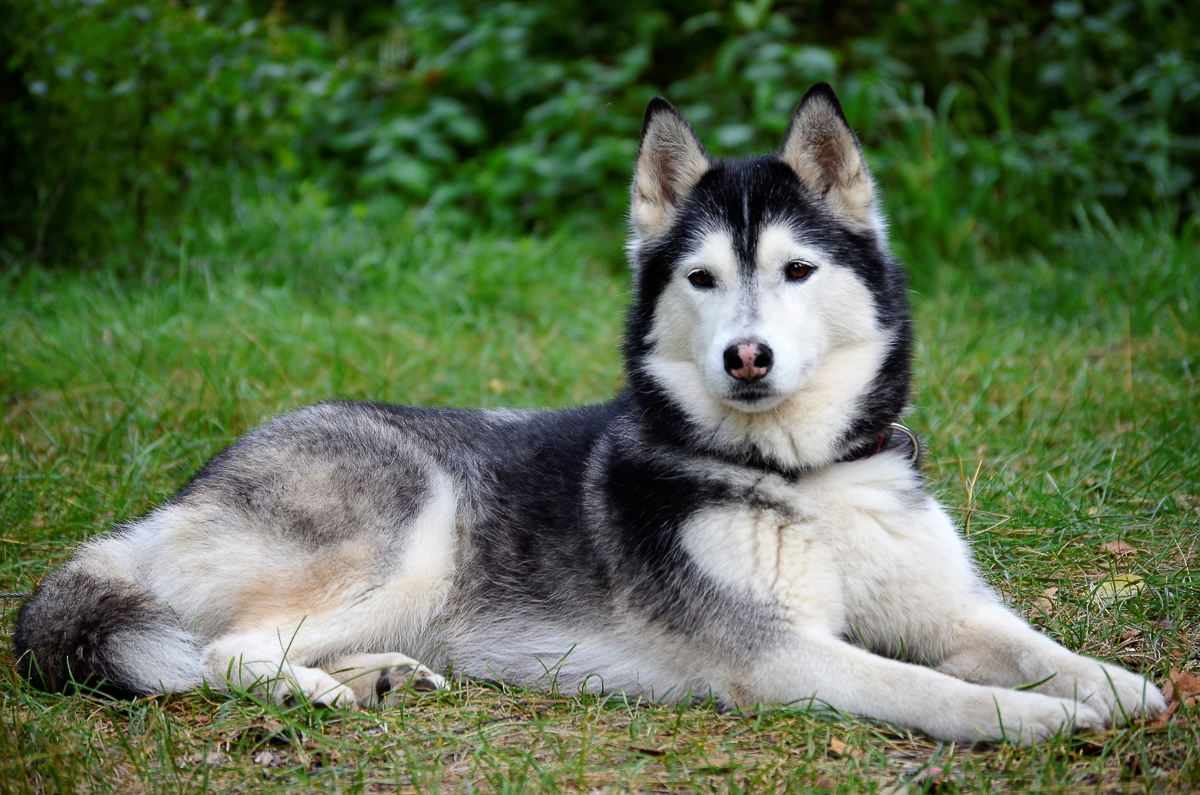 Турнир «Зов предков» стал таким же звездным для Владимира Морыганова и его хаски Оскара, как предыдущий «ДРАЙФЕСТ. Осень 2019». Это уже второе золото тандема по байк-джорингу в сезоне