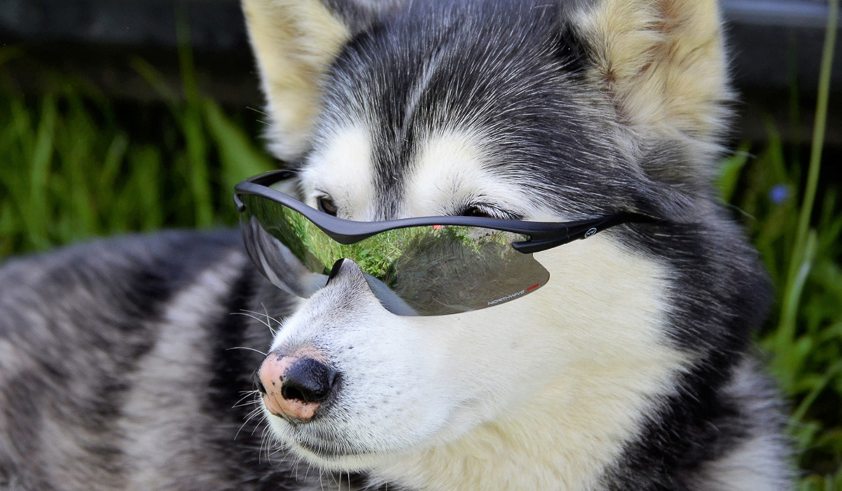 Турнир «Зов предков» стал таким же звездным для Владимира Морыганова и его хаски Оскара, как предыдущий «ДРАЙФЕСТ. Осень 2019». Это уже второе золото тандема по байк-джорингу в сезоне