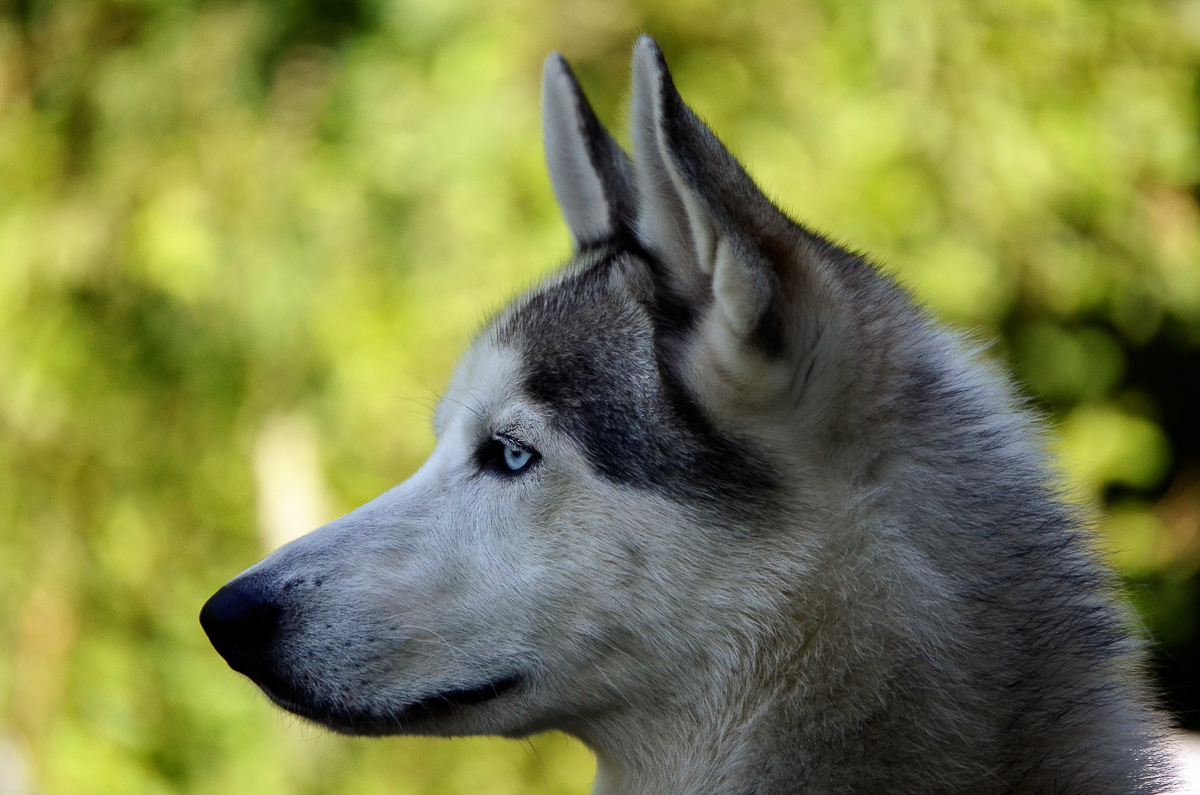 Турнир «Зов предков» стал таким же звездным для Владимира Морыганова и его хаски Оскара, как предыдущий «ДРАЙФЕСТ. Осень 2019». Это уже второе золото тандема по байк-джорингу в сезоне