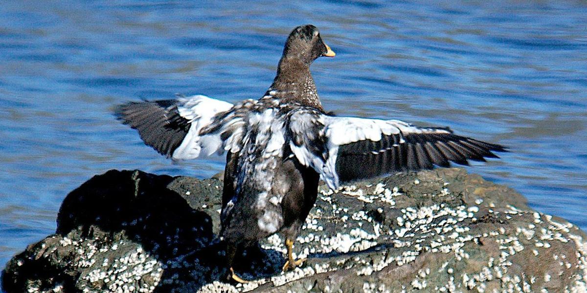 Владимирская пряха Ольга Журавлева рассказала о своем необычном ремесле. Оказывается, и в современном мире такие навыки востребованы