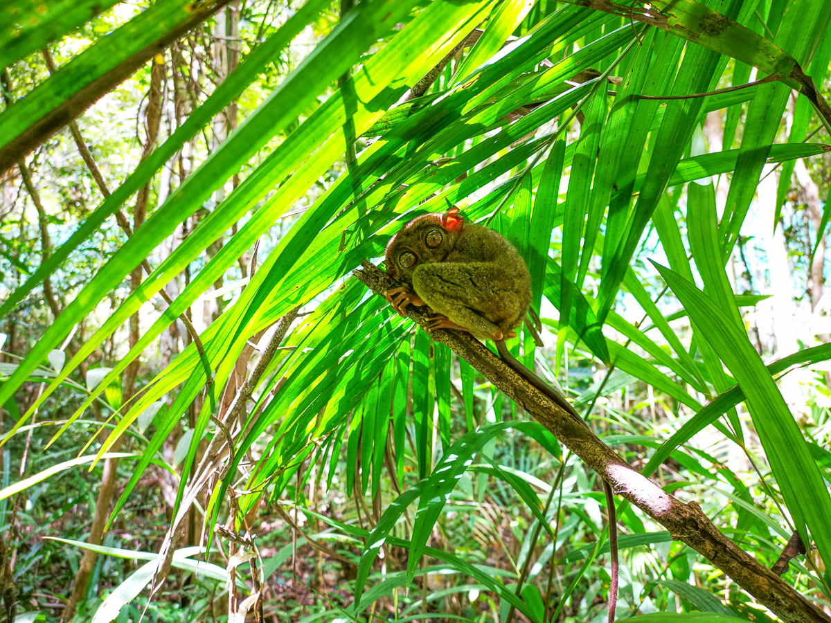 Всего за один год семейная пара Юлия и Никита Красновы из Владимира побывали в 12 европейских и 6 азиатских странах. Причем без миллионных накоплений за душой. Нам они рассказали, что обязательно брать с собой в дорогу, кухня какой страны самая вкусная и как легко распознать своих за границей