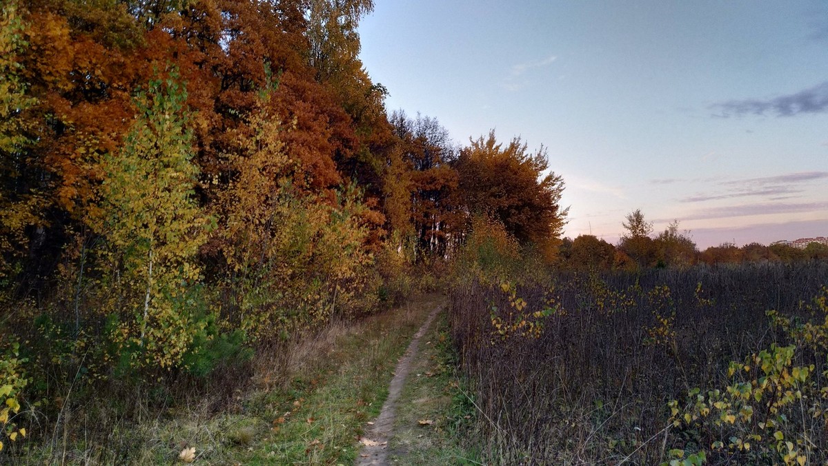 Регион может лишиться сразу нескольких зеленых зон. Как этого избежать? И насколько все плачевно на самом деле? Об этом мы поговорили с эко-активистами и экспертами