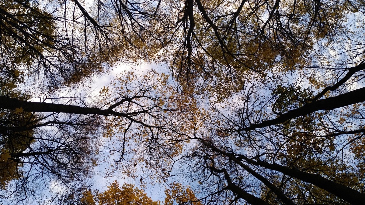 Регион может лишиться сразу нескольких зеленых зон. Как этого избежать? И насколько все плачевно на самом деле? Об этом мы поговорили с эко-активистами и экспертами