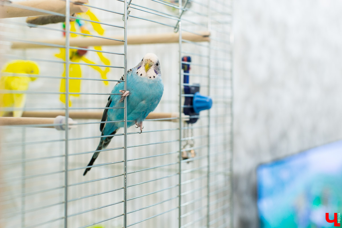 Ольга Февралева - заводчик-любитель. Она разводит попугаев прямо в квартире. Когда птицы вырастают, хозяйка раздает их друзьям и знакомым. О своем необычном хобби, пестрокрылых друзьях и общении с ними жительница Владимира поведала «Ключ-Медиа»