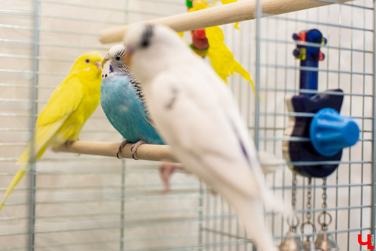 Ольга Февралева - заводчик-любитель. Она разводит попугаев прямо в квартире. Когда птицы вырастают, хозяйка раздает их друзьям и знакомым. О своем необычном хобби, пестрокрылых друзьях и общении с ними жительница Владимира поведала «Ключ-Медиа»