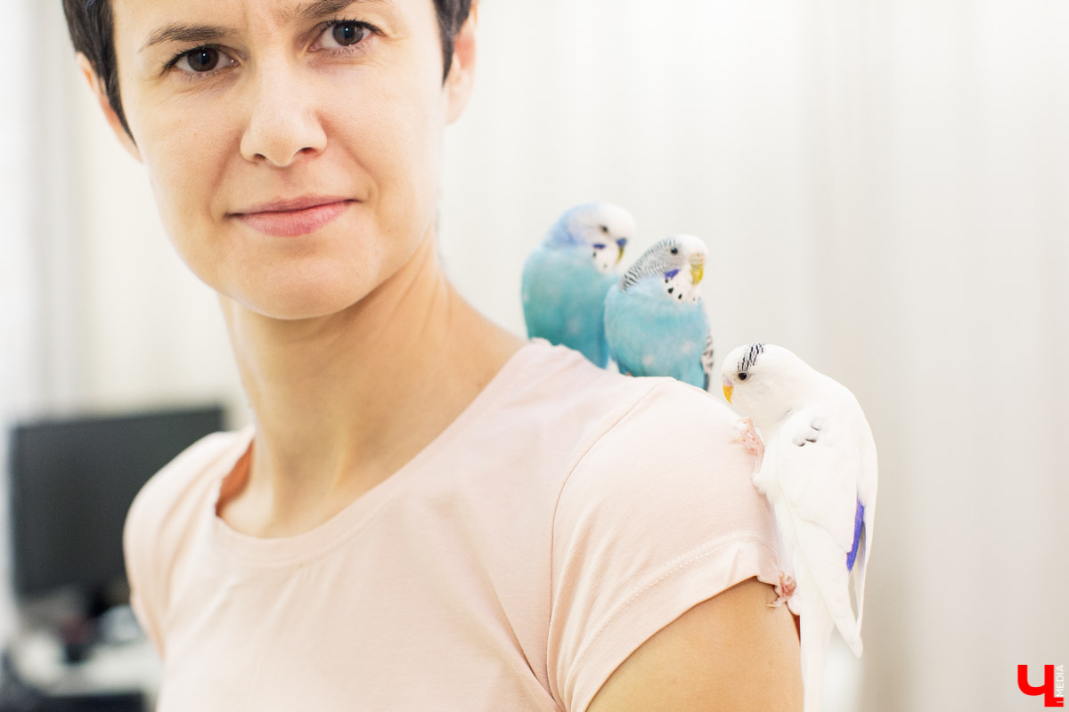 Ольга Февралева - заводчик-любитель. Она разводит попугаев прямо в квартире. Когда птицы вырастают, хозяйка раздает их друзьям и знакомым. О своем необычном хобби, пестрокрылых друзьях и общении с ними жительница Владимира поведала «Ключ-Медиа»