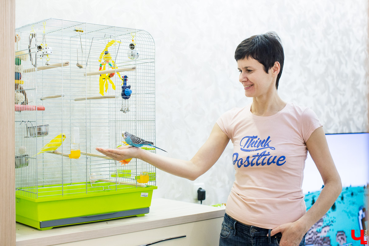 Ольга Февралева - заводчик-любитель. Она разводит попугаев прямо в квартире. Когда птицы вырастают, хозяйка раздает их друзьям и знакомым. О своем необычном хобби, пестрокрылых друзьях и общении с ними жительница Владимира поведала «Ключ-Медиа»