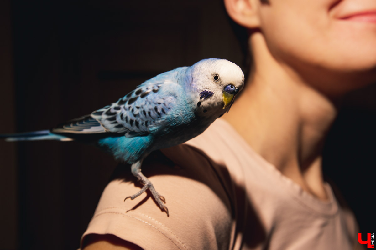 Ольга Февралева - заводчик-любитель. Она разводит попугаев прямо в квартире. Когда птицы вырастают, хозяйка раздает их друзьям и знакомым. О своем необычном хобби, пестрокрылых друзьях и общении с ними жительница Владимира поведала «Ключ-Медиа»